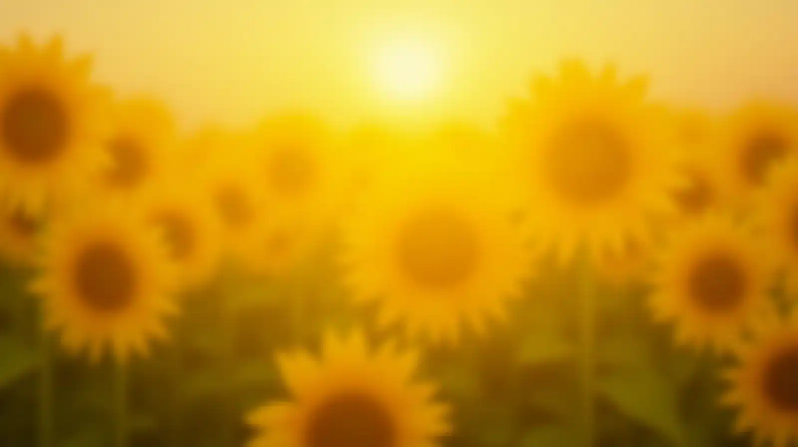 Aura jaune tournesol energie solaire