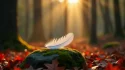 Plume blanche posée sur une pierre couverte de mousse en forêt, illustrant la signification des couleurs de plumes dans un cadre naturel lumineux
